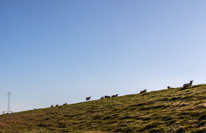 Ostfriesische Schafe